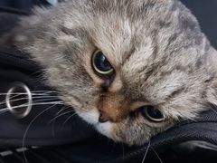 -汪喵宠物医院·骨科心脏影像·犬猫急重症ICU诊疗中心(成华分院)