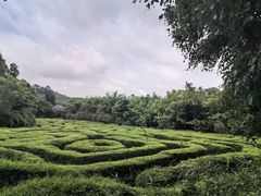 -大屏嶂森林公园