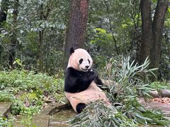 -中国大熊猫保护研究中心雅安碧峰峡基地