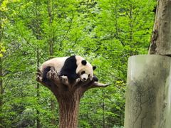 -都江堰中华大熊猫苑