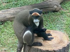 -西安秦岭野生动物园
