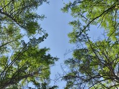 -黑龙江省森林植物园