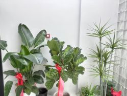 -DK SALON连锁专业烫染接发店