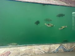 -广东惠东海龟国家级自然保护区