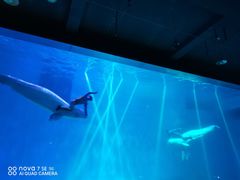 -芜湖新华联大白鲸海洋公园