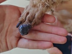 -福懋动物医院·犬猫全科·外科·重症科(杏林分院)