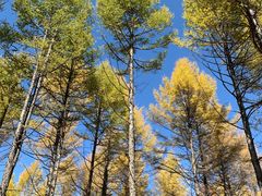 -塞罕坝国家级自然保护区