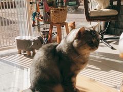 -平行世界·猫咖(首经贸店)