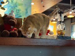 -咖法森林·咖啡  酒吧(天河店)