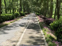 -合肥滨湖国家森林公园