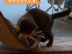 -猫咪派对(江南西店)