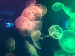 -成都浩海立方海洋公园