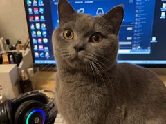 -天使宠物医院·犬猫分诊(彩虹店)