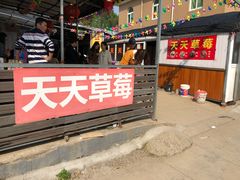 -青浦采草莓天天草莓园