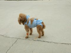 -康旭宠物医院(郑州总院)