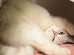 -乐派堂宠物医院·猫友好· 心脏科(东街店)