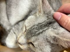 -楼上猫咖(罗湖店)