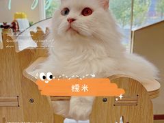 -飞行喵MR PILOT|猫舍·猫咖(静安大融城店)