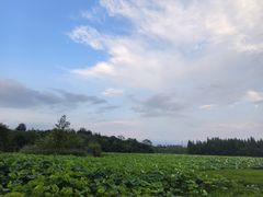 -白鹭湾湿地公园