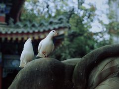 -西安大兴善寺