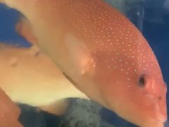 -众彩物流水产市场