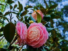 -中国科学院华南植物园