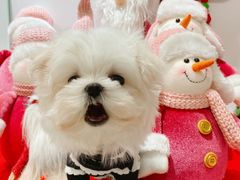 -BABYDOG宝贝狗宠物乐园(欧洲城店)