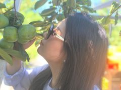 -樂桃源奉贤黄桃种植采摘基地