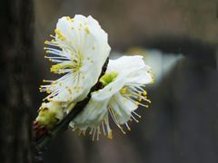 -望江楼公园