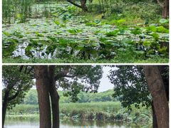 -同里国家湿地公园