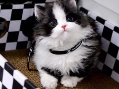-欣宠猫屋·矮脚拿破仑·蓝金金渐层