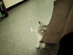 -猫色咖啡·猫咖