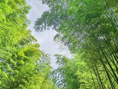 -蜀南竹海景区