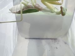 -上海昆虫博物馆