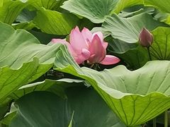 -荷塘月色湿地公园·向阳花洲