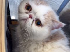 -瑞鹏宠物医院·骨科·猫科·内科(第一中心)