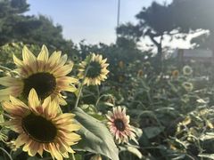 -北陵公园