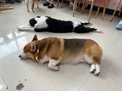 -汪说·狗咖(旺城大厦店)