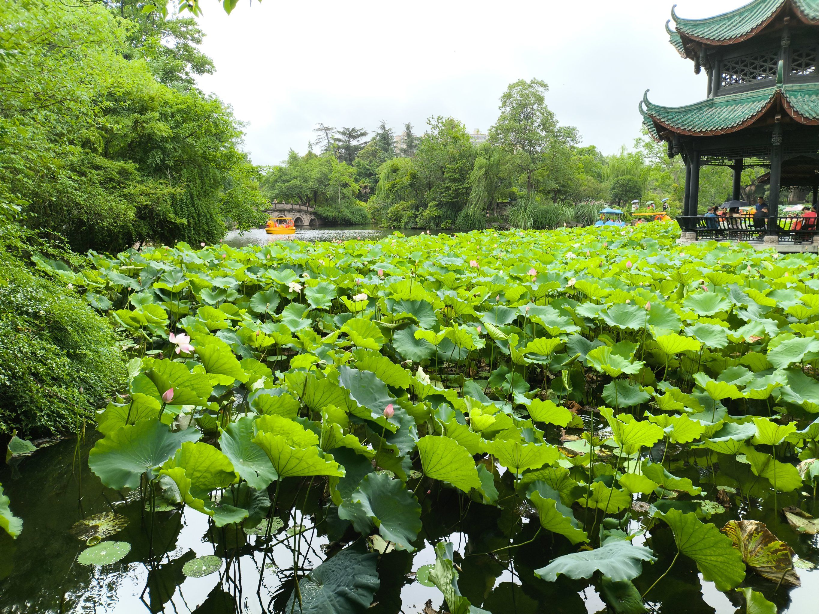桂湖公园悠闲行