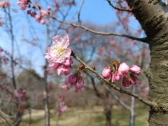 -梅花山(明孝陵内)