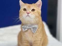 -爱洗澡的猫(天河路店)
