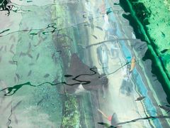 -悉尼海洋生物水族馆