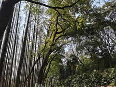 -采石矶景区