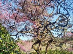 -杭州植物园