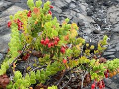 -夏威夷火山国家公园