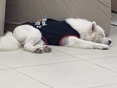 -怪兽屋·羊驼·猫咖·狗咖(俊华广场店)