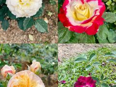 -人民公园(罗湖区)