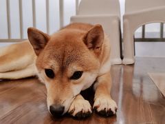 -柯斗斗主题餐厅·狗咖·围炉煮茶·茶饮(国瑞升平里店)