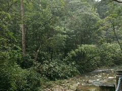 -九龙江国家森林公园