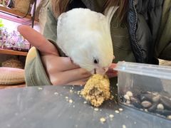 -吉丁鸟咖·异宠·寄养